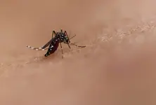 Google files request to release over 64 million ‘good’ mosquitoes in US