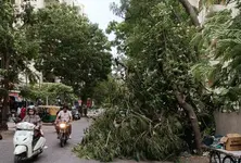 Pre-monsoon showers expose civic vulnerabilities in Ahmedabad; trees uprooted, roads waterlogged