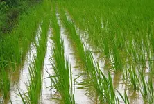 Gujarat farmers begin advance sowing of Kharif crops  on 26,000 hectares ahead of monsoon