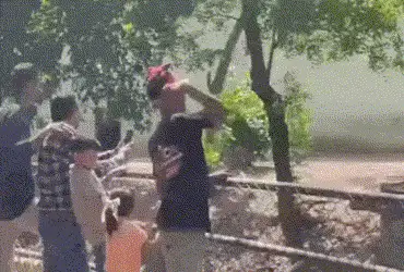 Youth seen throwing stones at tiger in Surat zoo