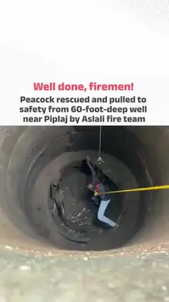 Peacock rescued from 60 foot deep open well near Piploj