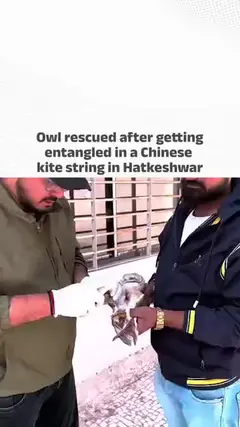 Watch: Owl rescued after getting entangled in a Chinese kite string in Hatkeshwar