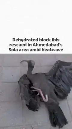 Dehydrated black ibis rescued in Ahmedabad's Sola