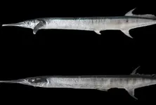Two new species of needlefish from Indian waters identified by CMFRI