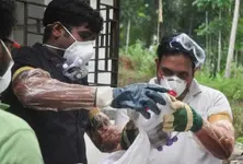 New Nipah virus vaccine safe, generates immune response: The Lancet