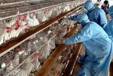 Heightened measures in TN's Namakkal as bird flu cases emerge in Kerala