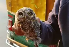 Rare spotted owl rescued from glue trap in Ahmedabad, shifted to forest hospital
