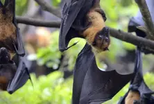 Two Nipah virus cases confirmed in India, Asian airports tighten health checks