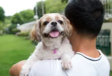 India allows returning nationals to bring pets amid Middle East crisis, flight rules eased