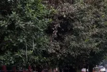 Over 44,000 trees wither in Thaltej oxygen park due to lack of maintenance