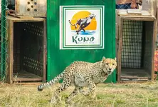 MP: Two Botswana cheetahs released into wild at Kuno; free-ranging count now 16
