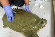 India achieves first-ever satellite tagging of endangered Ganges Softshell Turtle in Kaziranga