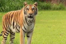Tiger attacks four women in Maharashtra, panic ensues