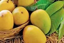 Gir Kesar mango season ends, sales nearly double from last year