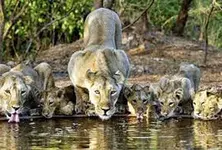 Gir safari closed till October 15, Devaliya-Ambardi safari parks to remain open